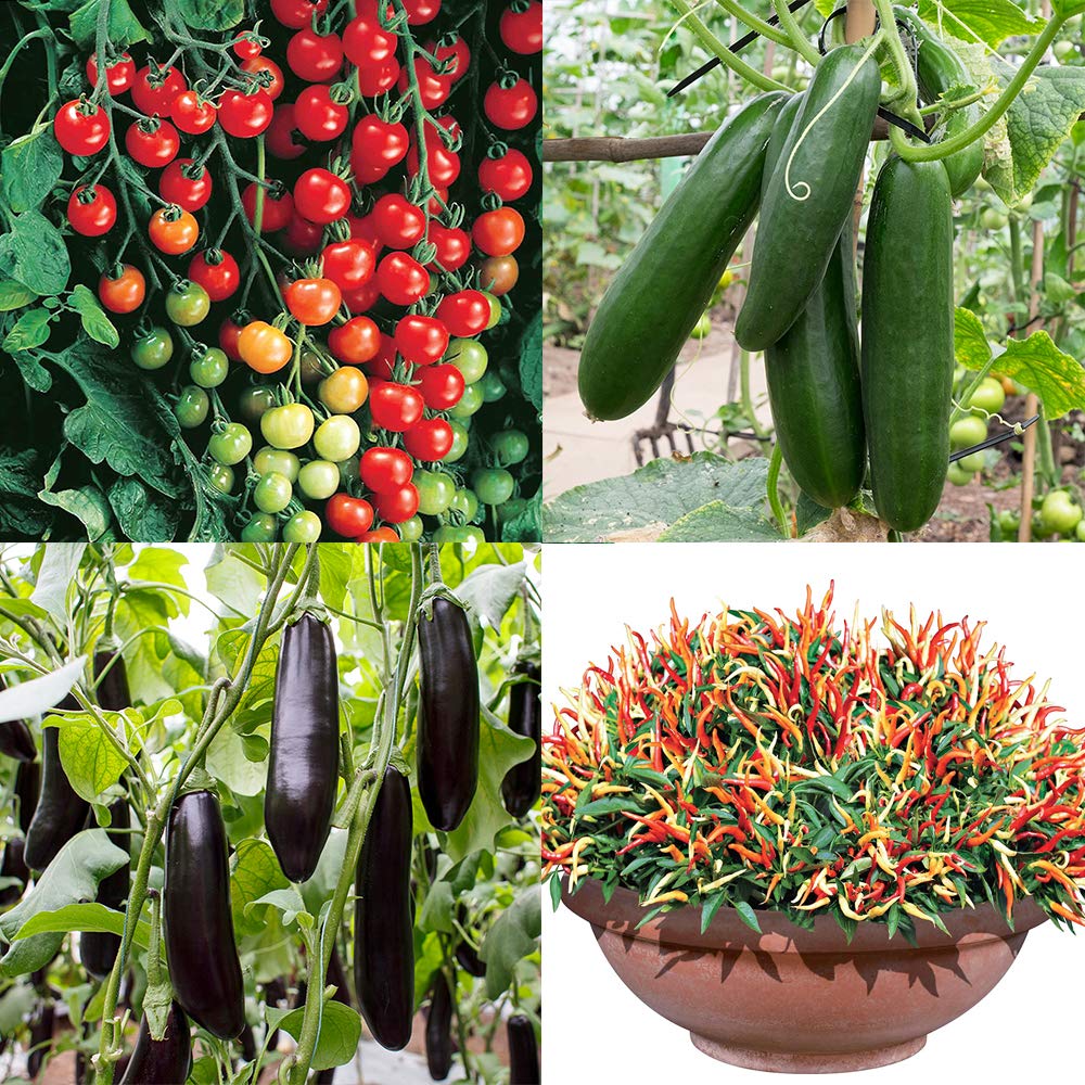 Amazon.co.jp: ITANSE すずなり野菜苗 4品種セット(トマト